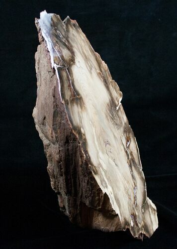 Petrified Wood Free-Standing Sculpture #6306